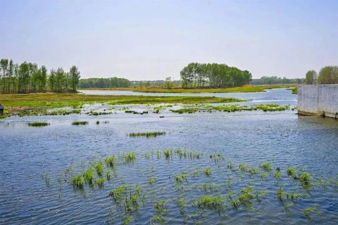 【文化旅游】逃离都市喧嚣,来辽河七星湖深呼吸,拥抱大自然吧~_湿地
