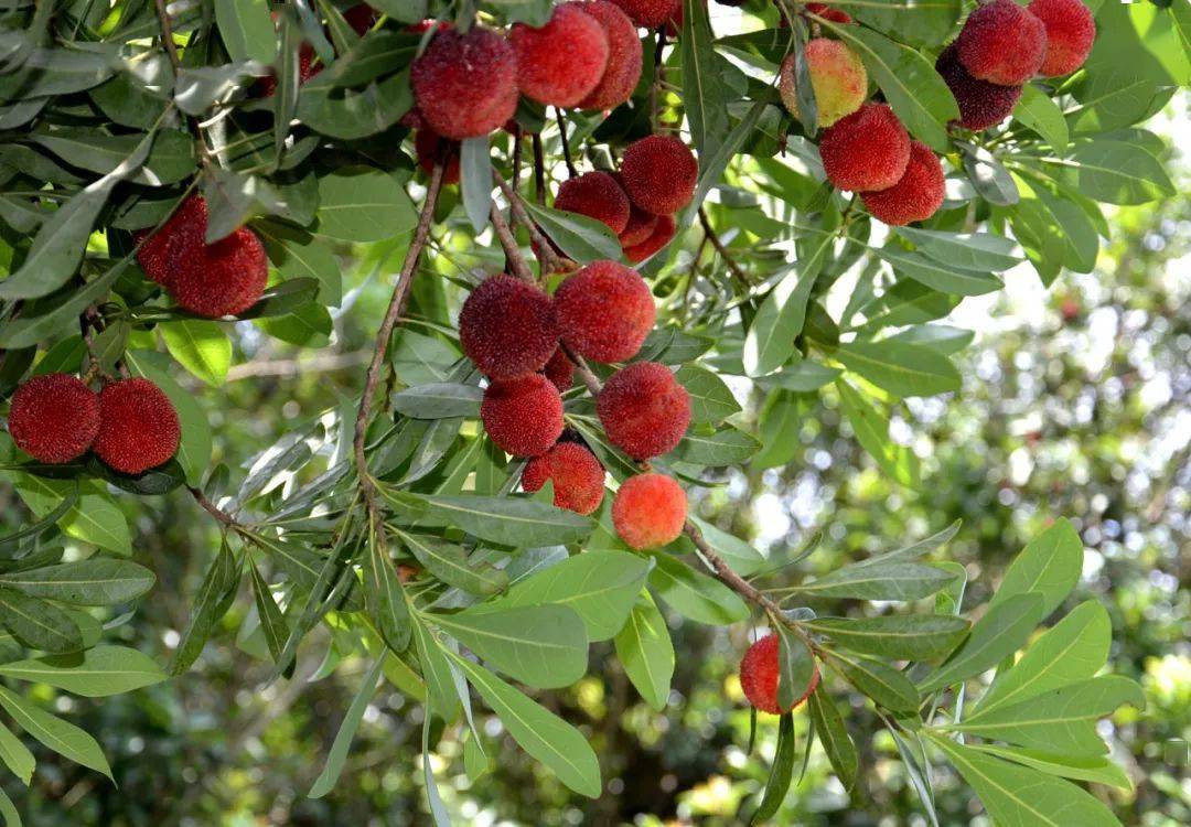 67产地食材 ▎仙居东魁杨梅,甄选好果,鲜甜爆汁不酸牙!