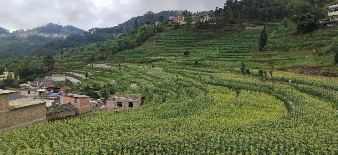 大羊街乡爆浆牛奶玉米火热预订中!_红河谷_红河县_彩云