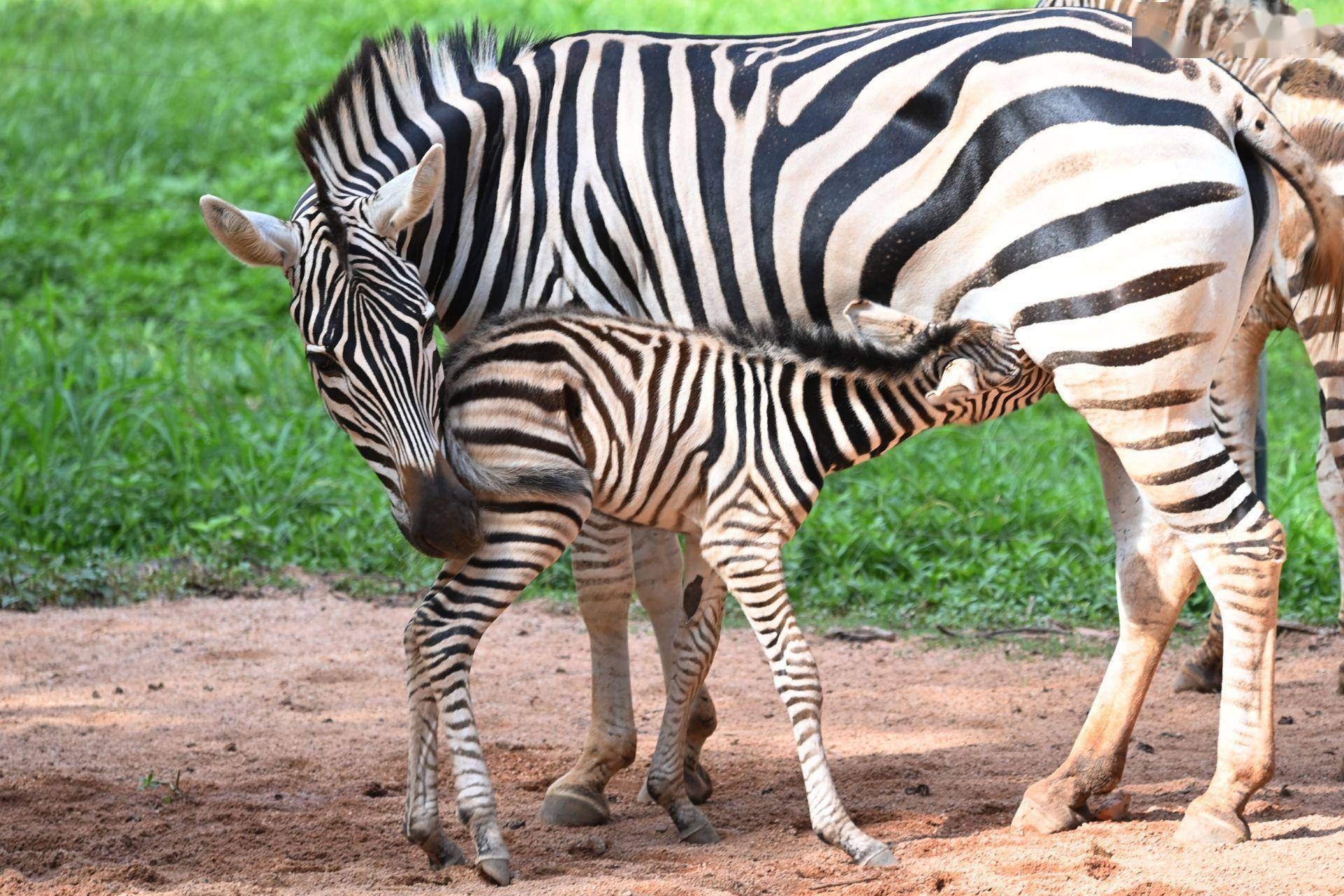深圳野生动物园迎来出生潮_斑马_宝宝_产下