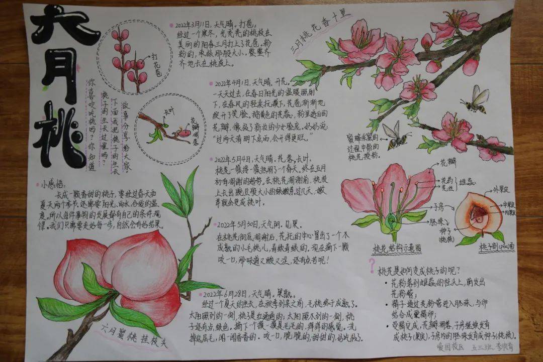 植物记录卡怎么做桃花图片
