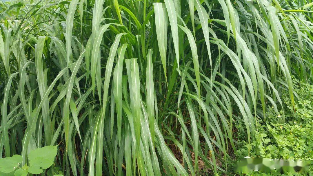 【视频】皇竹草,糖蔗3号牧草,高稻草2号牧草等牧草饲喂草鱼采食量低?