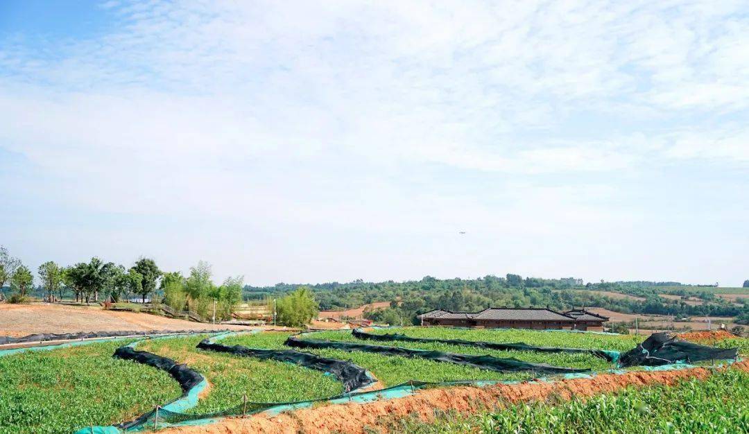 看飞机,观田景,感知古蜀秘境……瞿上田园迎客!_双流_文化_乡村