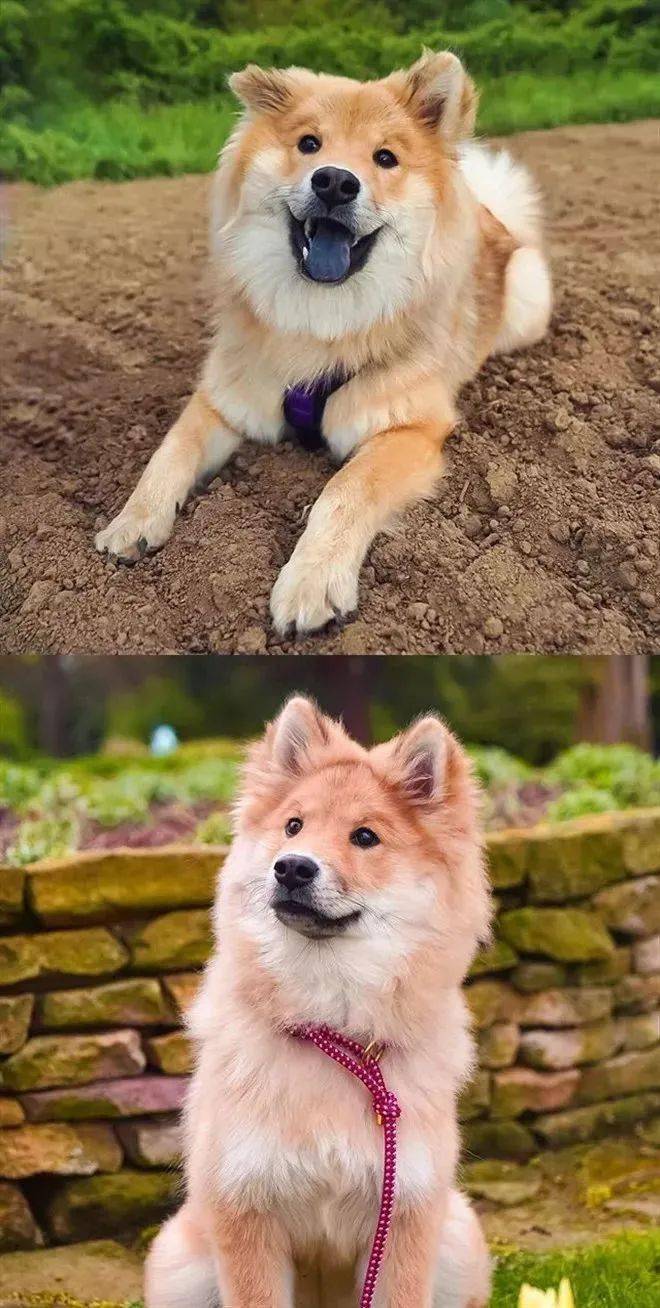 当松狮和萨摩耶谈起了恋爱,你知道会发生什么吗?_柴耶_亲戚_耳朵