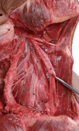 【书摘】颈侧部位解剖_颈椎_神经_治疗