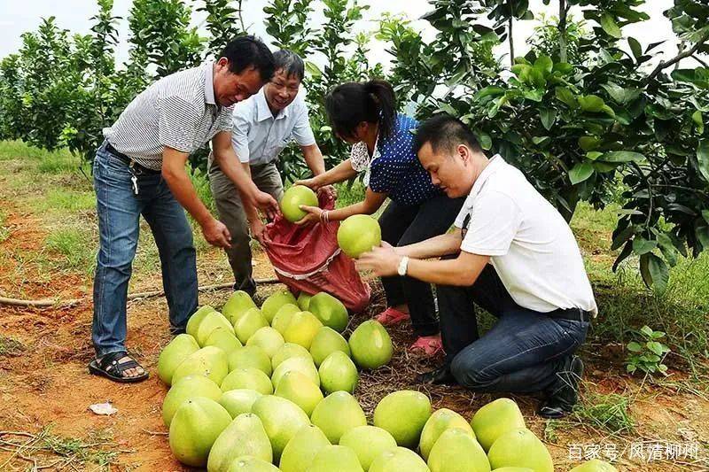 Kaiyun 开云体育看人民日报点赞的柳州乡村振兴案例看休闲农业如何拓宽致富路(图3)
