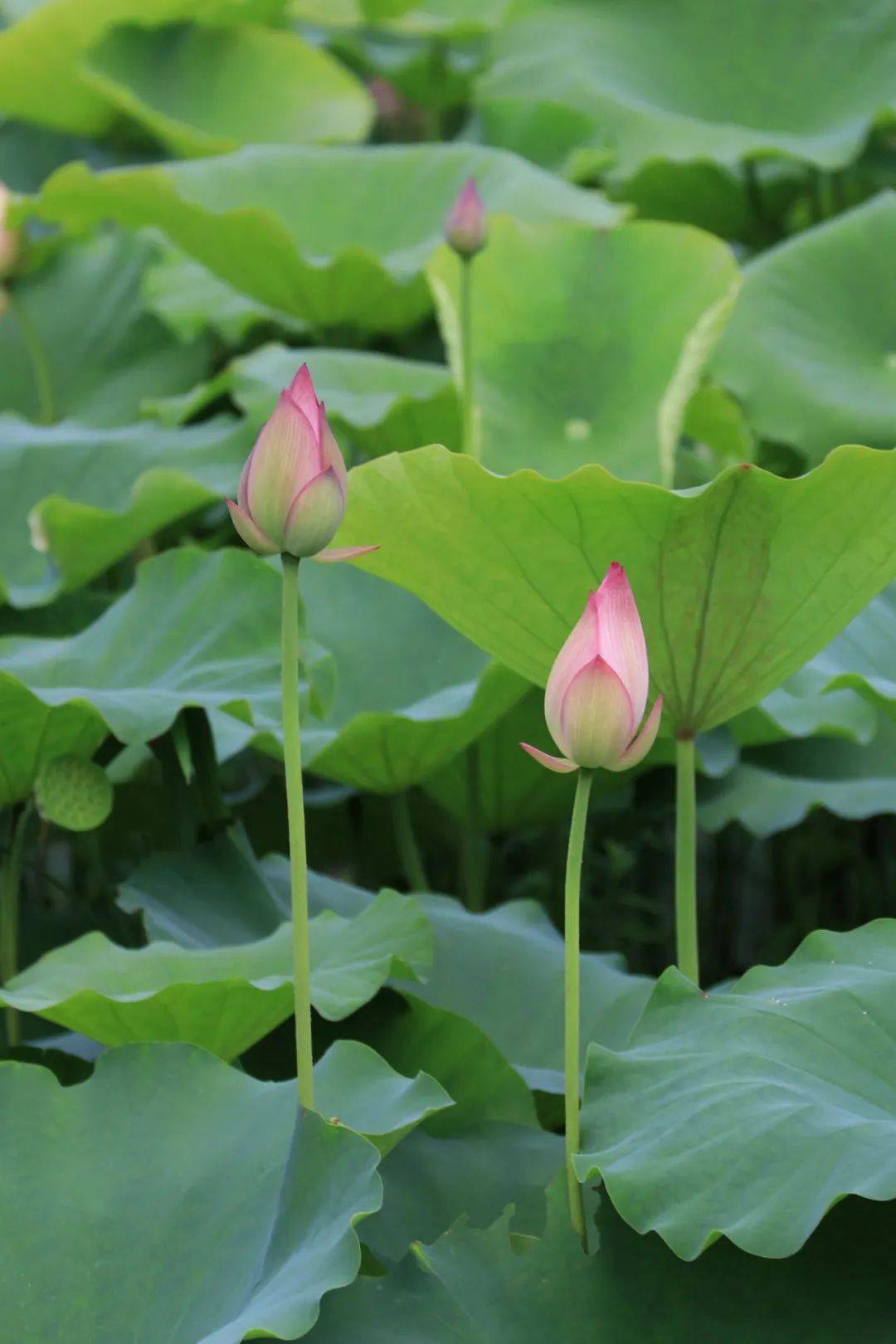 绿美陆河 邀您赏荷!共联的荷花开啦!快来打卡_夏天_荷叶_地址