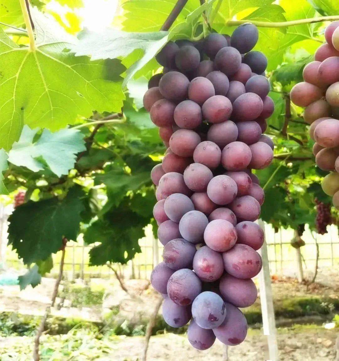 "萄"醉一夏 | 宁波九龙湖养生阁葡萄采摘正当时,欢迎来采摘~_活动