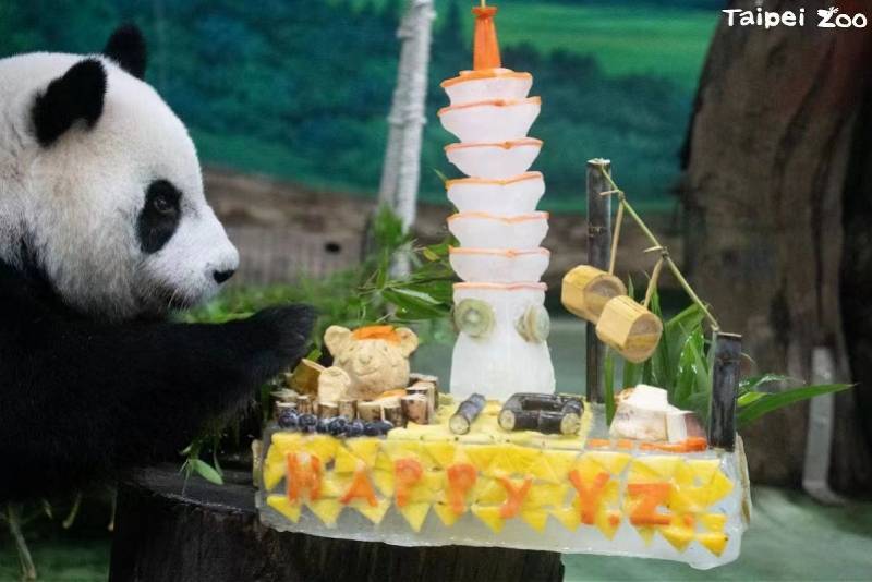 大熊猫“圆仔”迎10岁生日！“台北101”造型蛋糕曝光