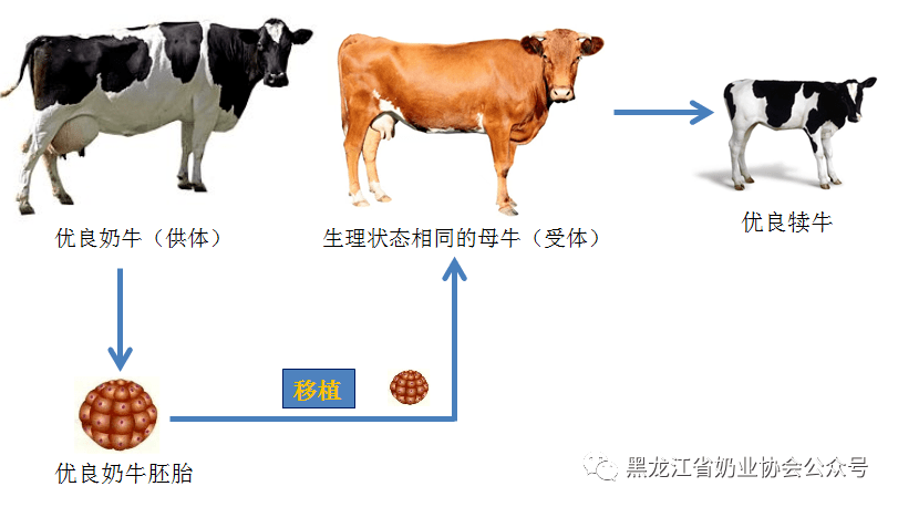 奶牛体内胚胎移植程序