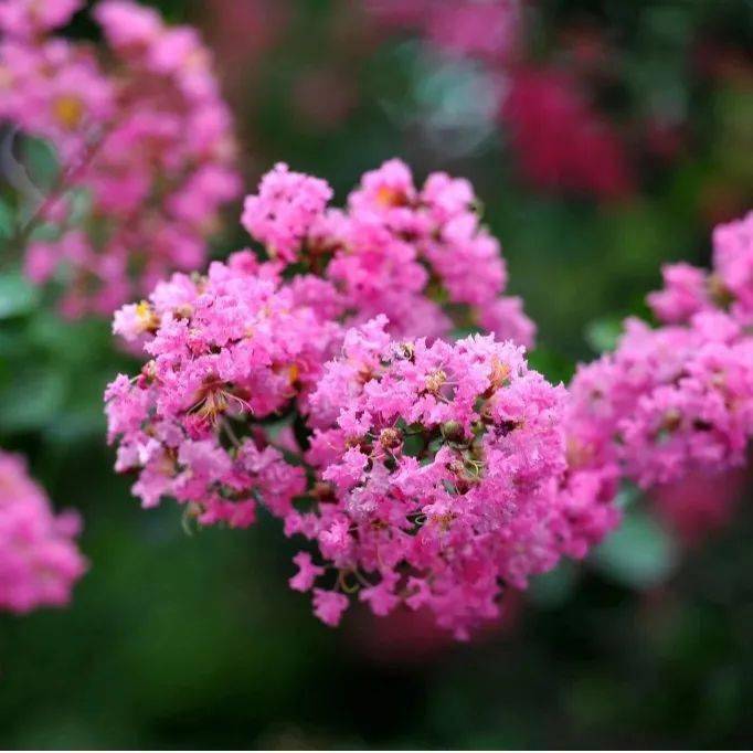 【花情预报员】盛夏时节 市花紫薇为你呈现夏日浪漫_宿迁_树皮_迎宾