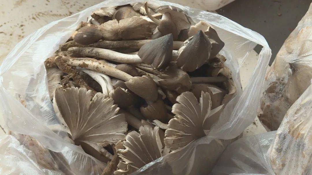牛肝菌,干巴菌等有很高的知名度和美誉度云南的松露,松茸,羊肚菌,鸡枞