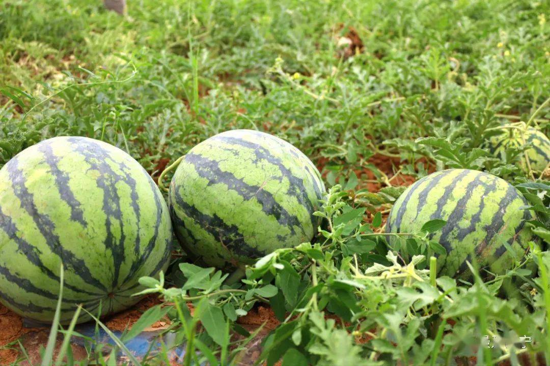 洛宁小界:"一瓜共食" 皆大欢"西"_西瓜地_小界乡_运营