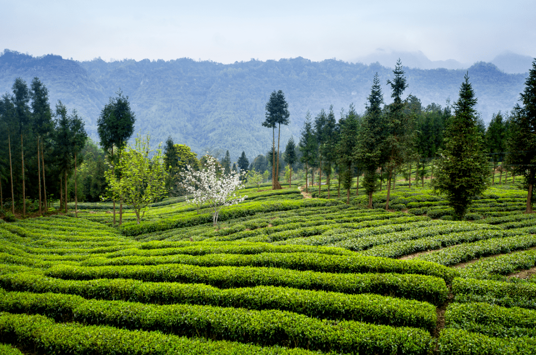 马边歌谣《荍坝人家》_家乡_历史_阿洛夫基