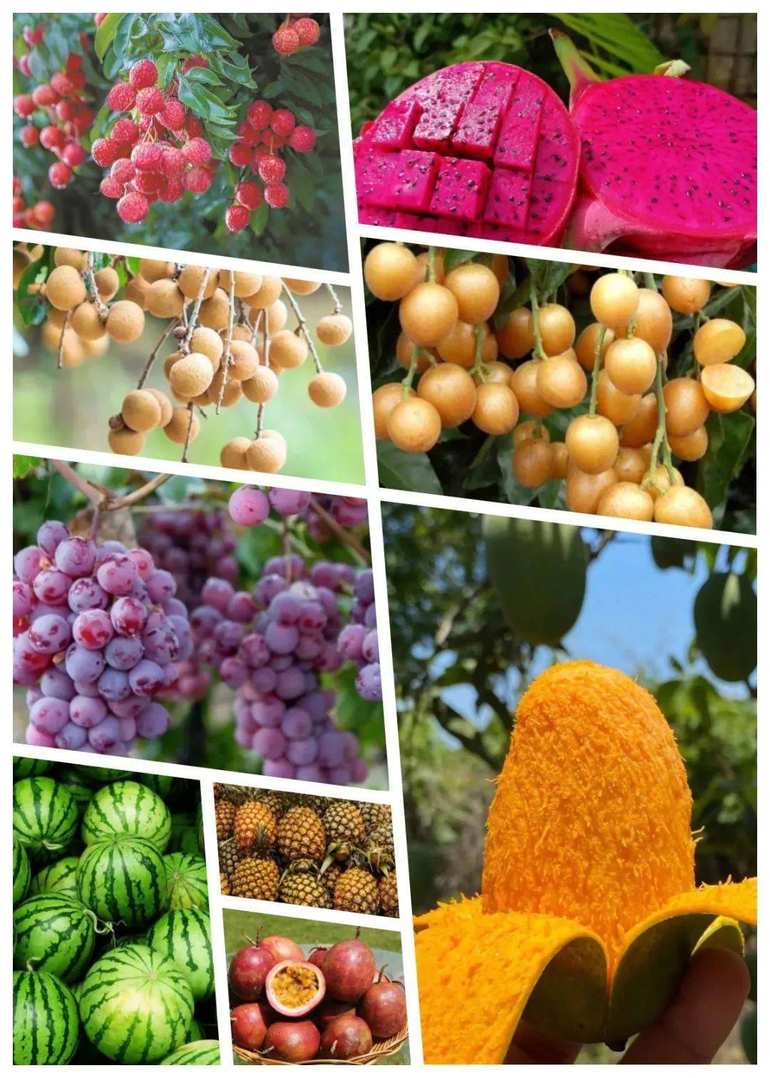 欢乐暑期游,来崇左开启水果"狂炫"模式_广西_旅游_夏天