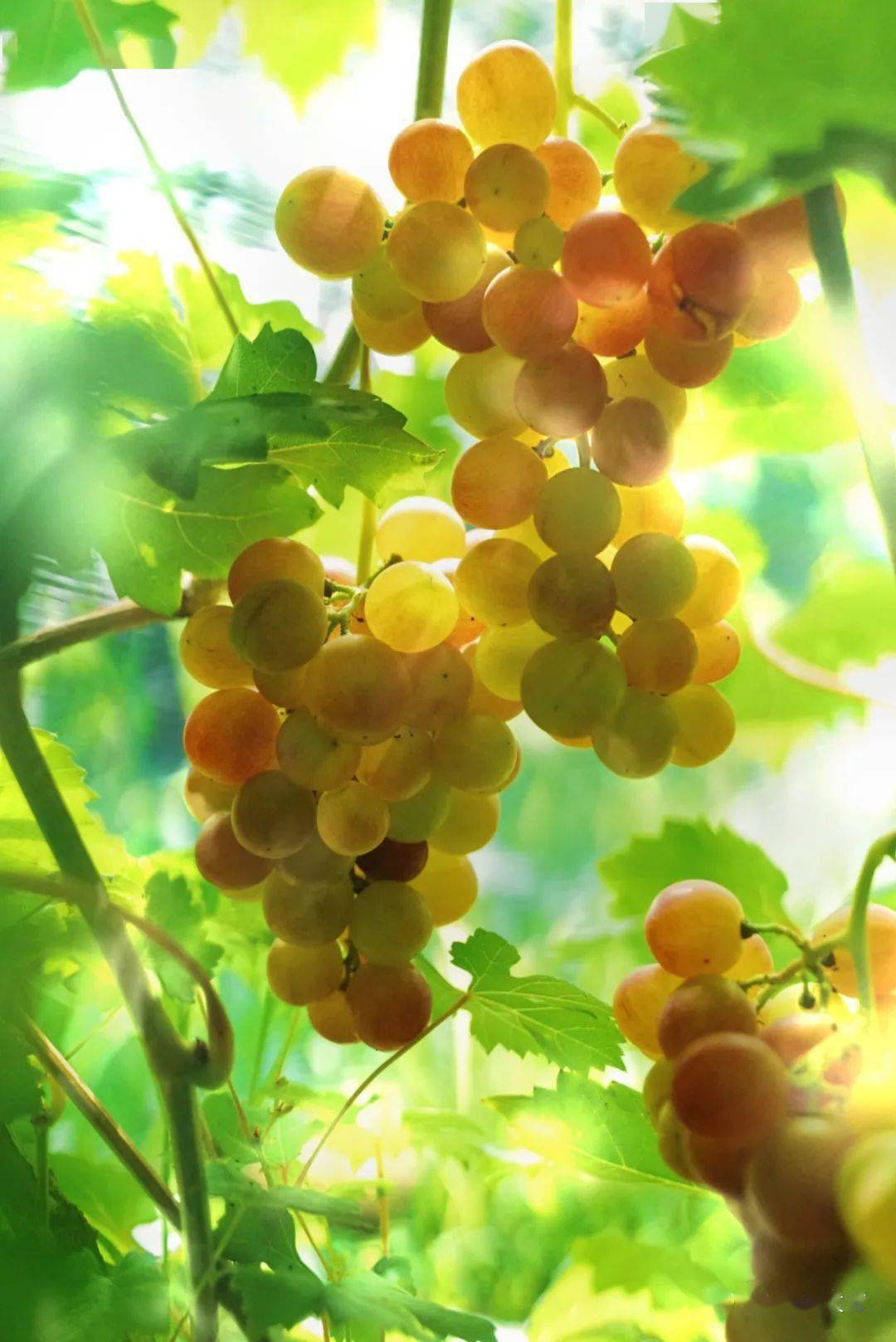 酸甜可口的"乍娜"葡萄_砀山_玄庙镇_水果