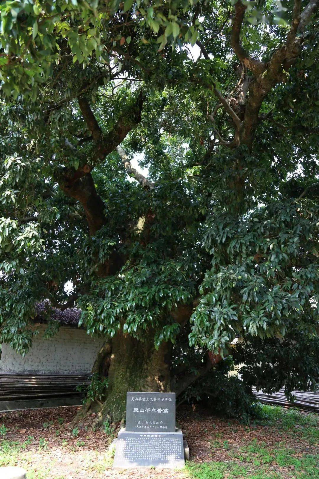 这场慢直播引来近百万人围观