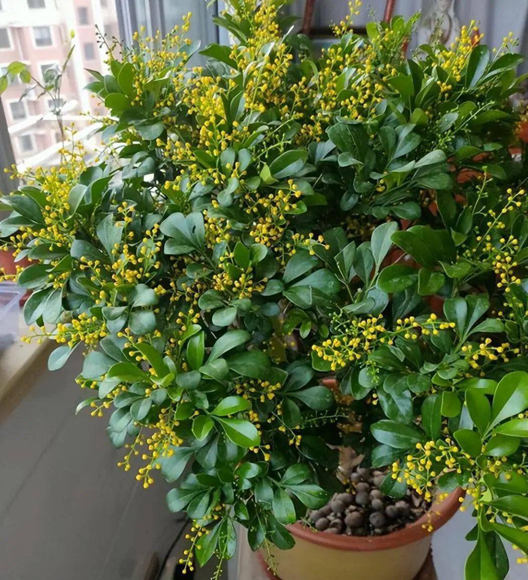 1,米兰花有些人养花是为了赏花,有些人养花是为了闻香,我就非常喜欢养