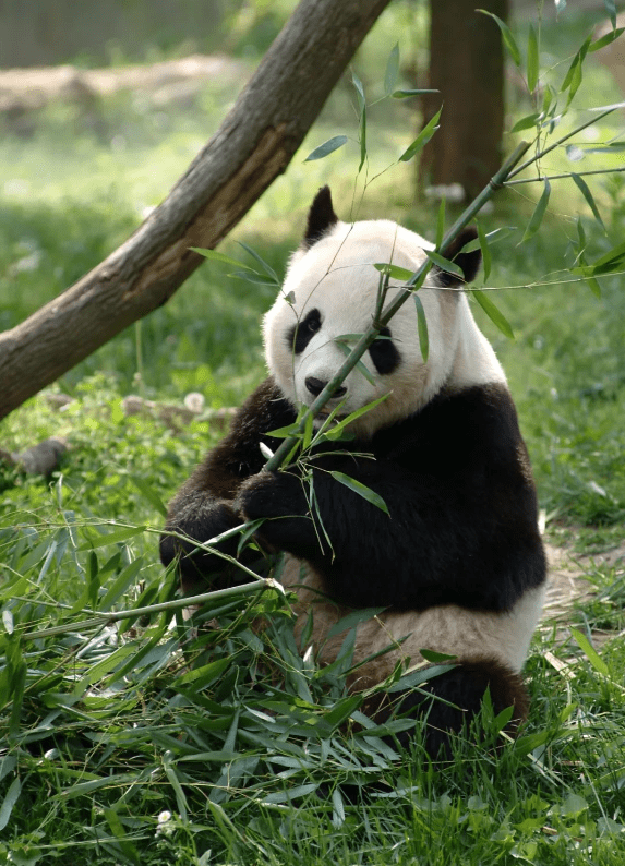 小种大熊猫凶猛图片