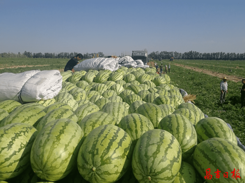 下野地西瓜,果然是新疆西瓜的一张名片!