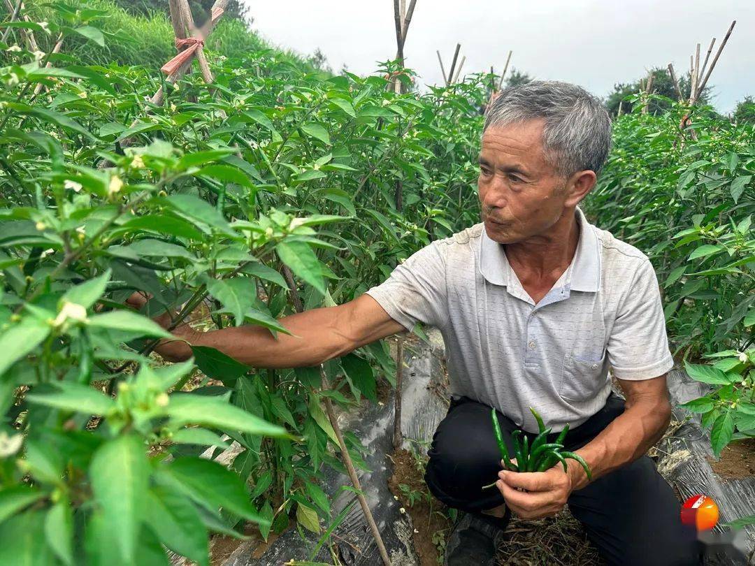 小辣椒_朝天椒_種植