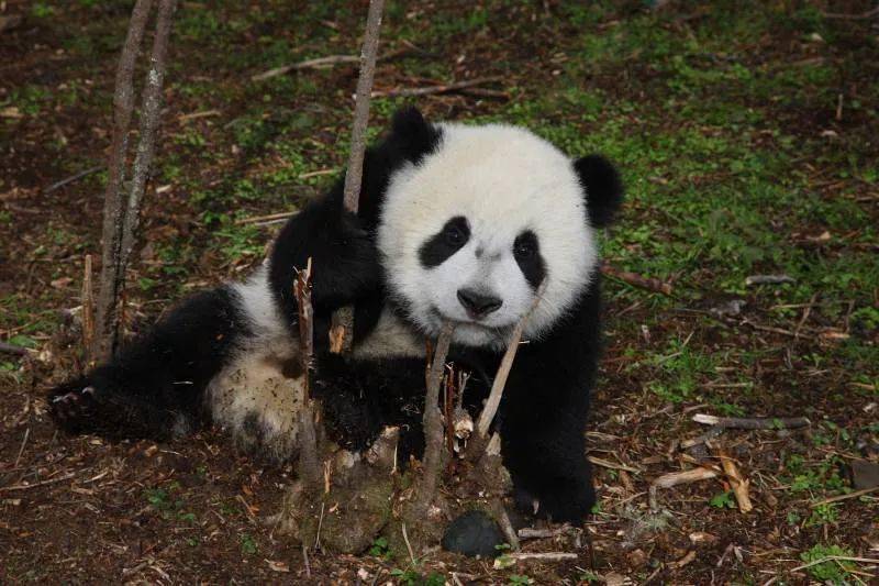 拍摄大熊猫31年,他用照片保护濒危动物_周孟棋_中国_习性