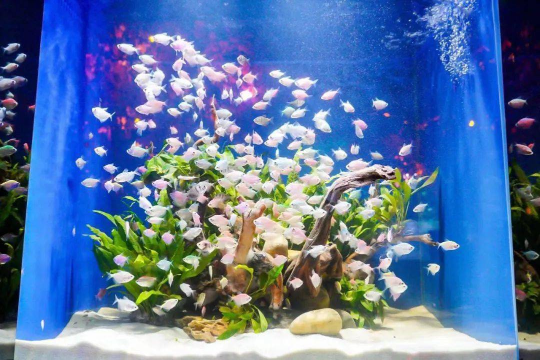 (平顶山海洋馆)_互动_科普_游乐