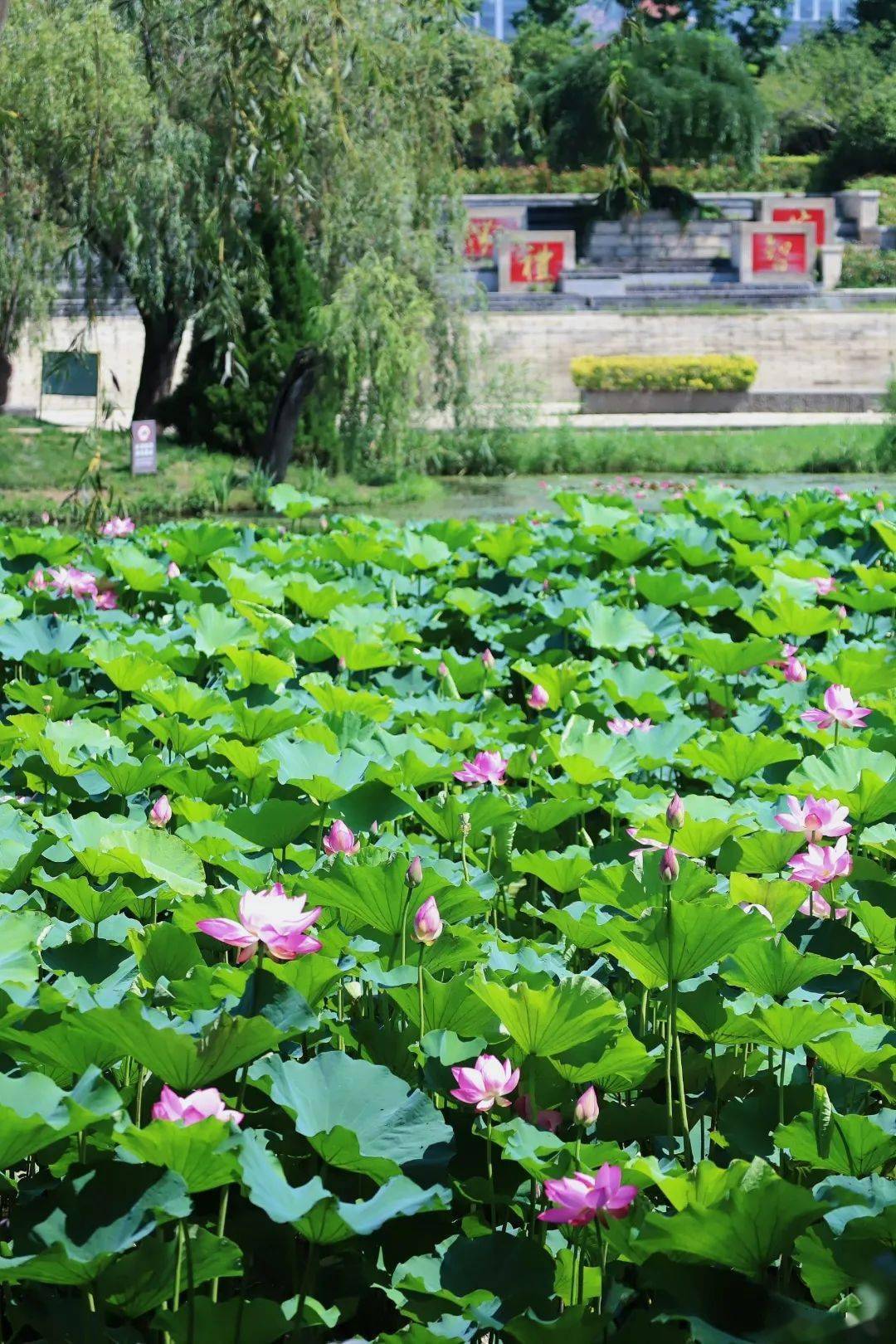 03李村河生态公园