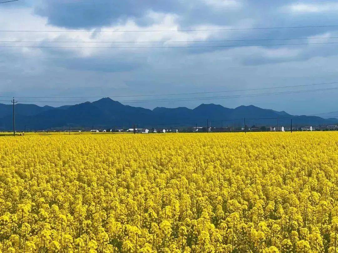 中國最美油菜花海漢中旅遊文化節已成為漢中獨具特色的城市名片和文旅