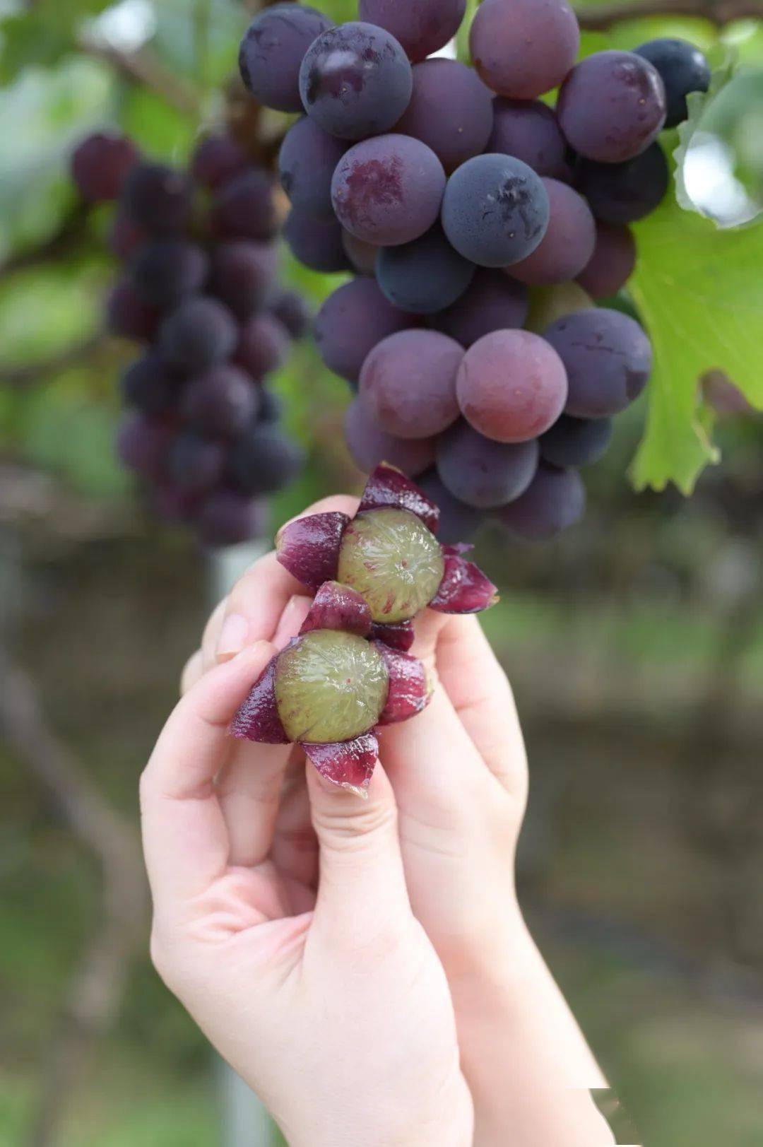 吃一次记一辈子,这串福安葡萄凭什么?_精品_进行_种植