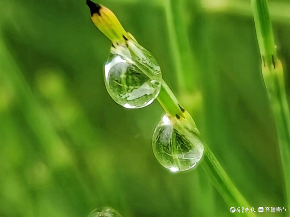 晶莹剔透的小雨滴