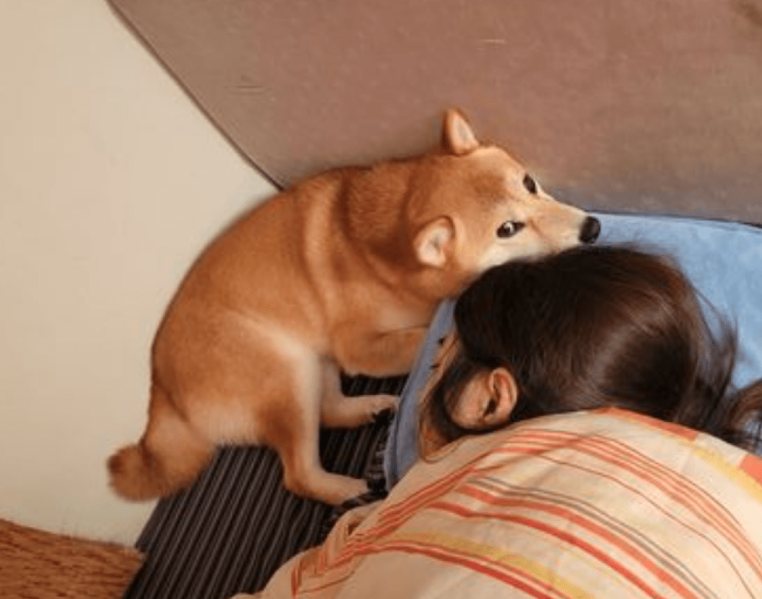 狗狗_老婆_男子