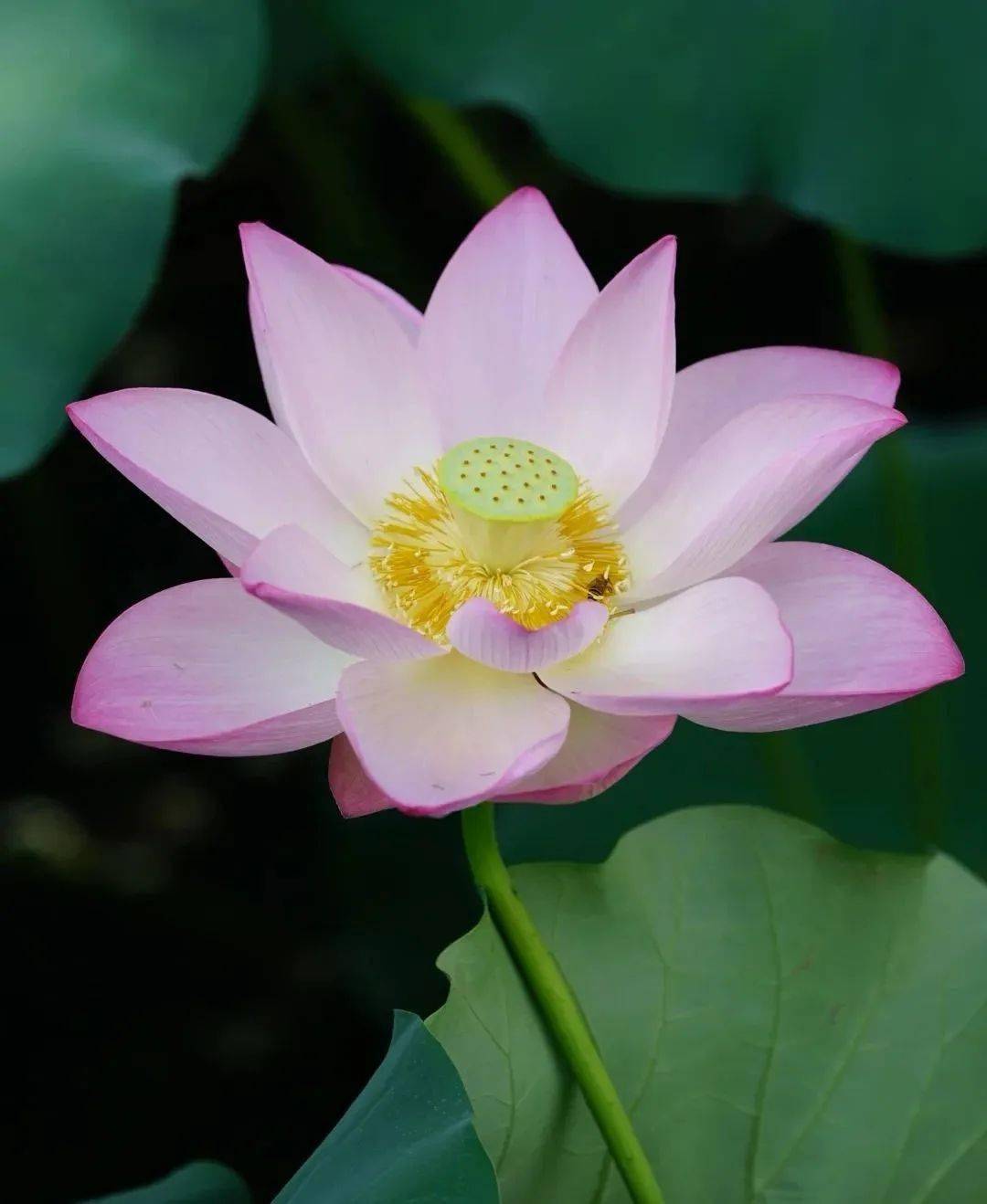 每日一禅:观心_无心_境界_土木