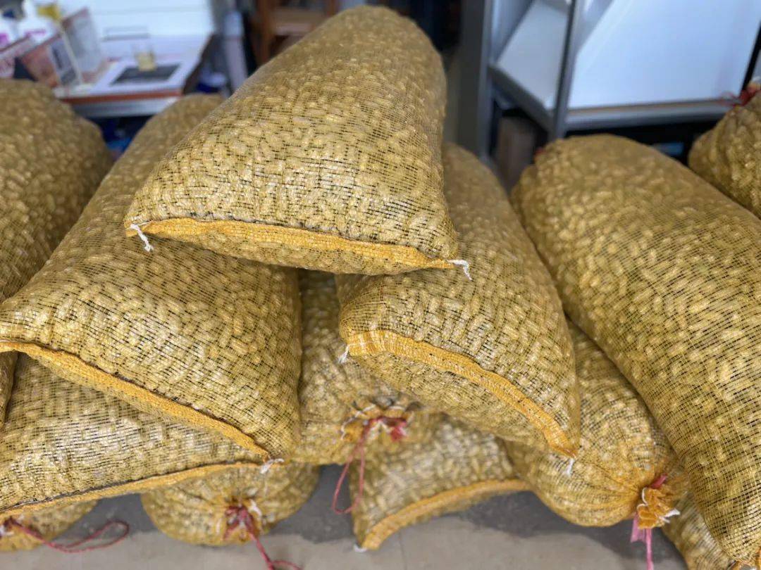 听说博罗横河这个村挖出了"金豆豆"……_花生_种植_湖村