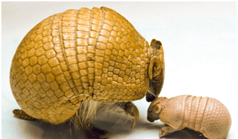 异宠知多少丨身穿铠甲的"犰狳"_穿山甲_身体_哺乳动物