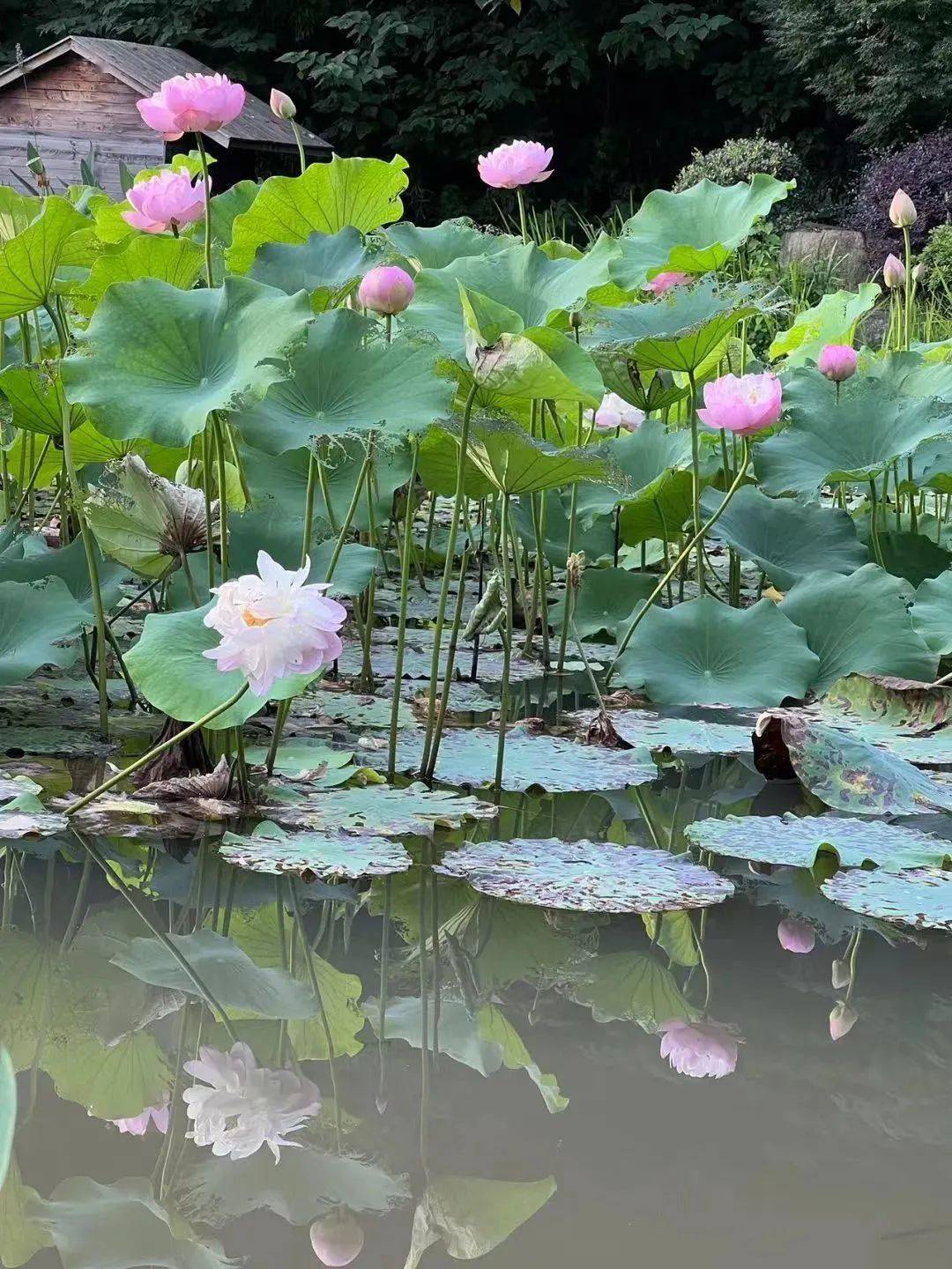走,君埠莲乡赏荷花去(文/吴兴明)_夏日绿_荷叶_青山绿水