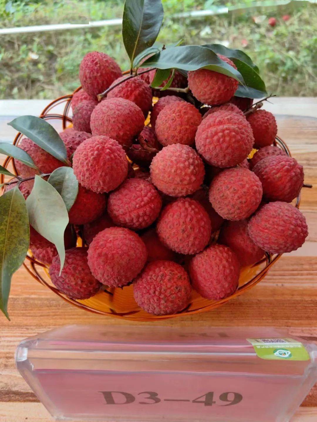 钦州:特晚熟荔枝解开"甜蜜烦恼"_新品种_李云昌_联合攻关