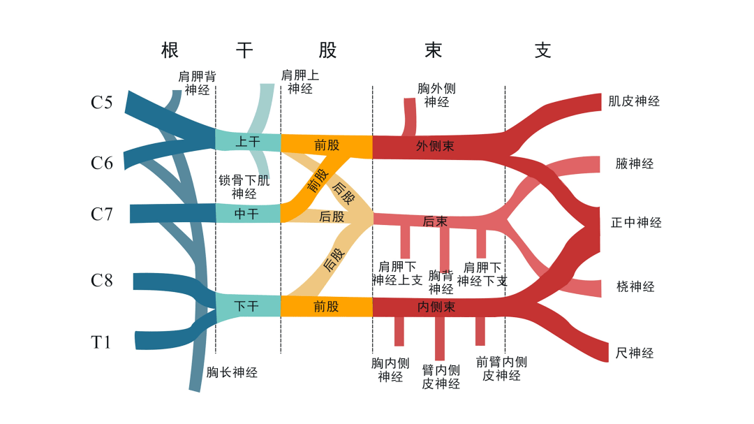 新品预售|《超声引导下神经阻滞(基础篇)》【优盘版】助力新手麻醉