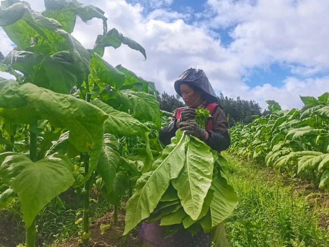 烤烟_烟叶_烤房