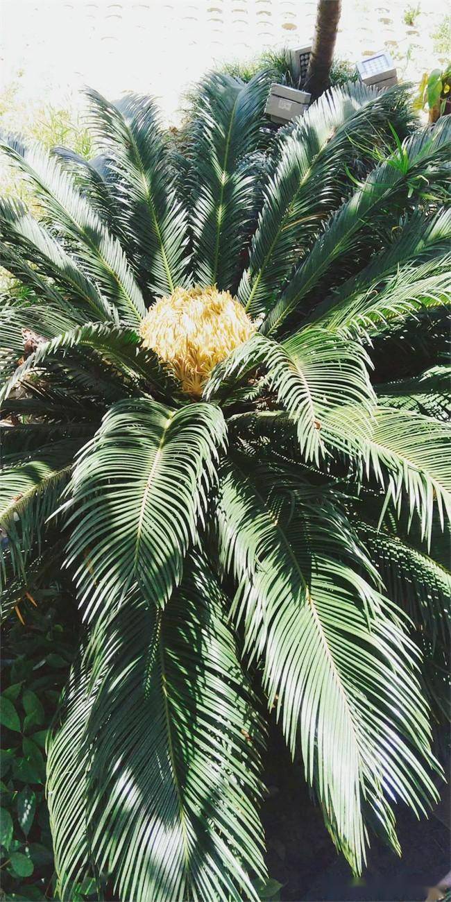 明·王济《君子堂日询手镜》:"吴浙间常有俗谚云,见事难成,则云须铁树