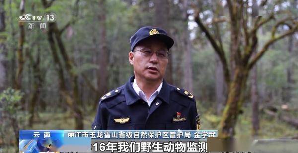 玉龙雪山监测到黄喉雉鹑等多种国家级保护动物-玉龙雪山的鸟