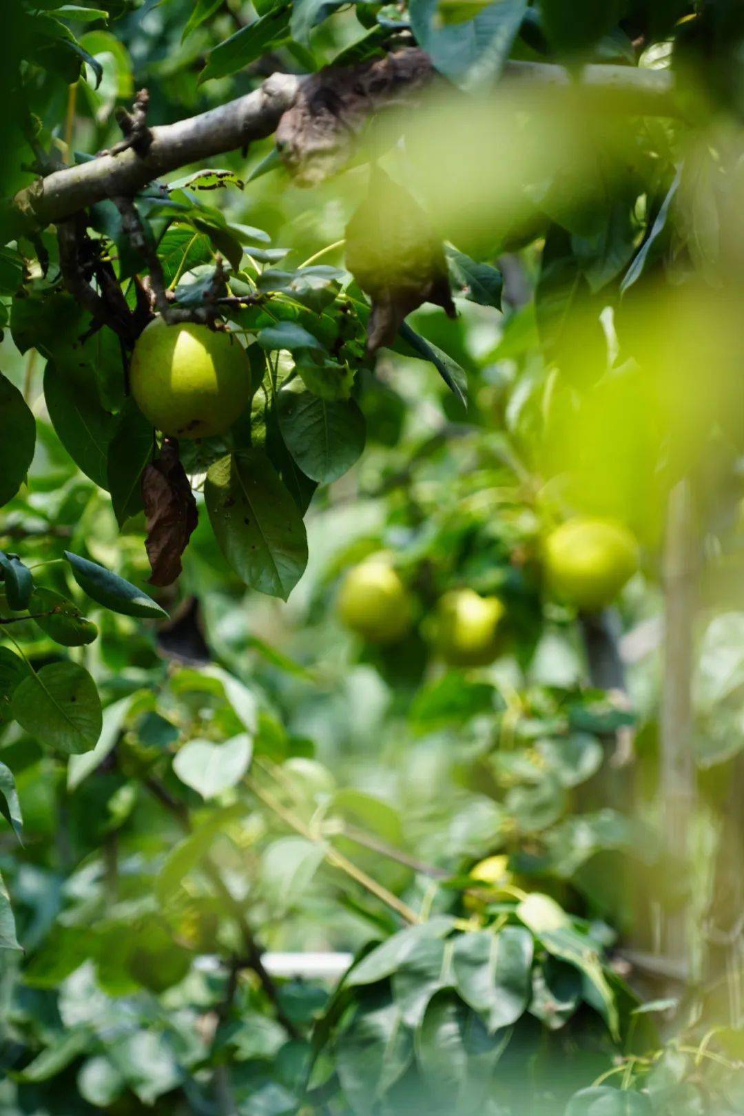 极具代表性就能带来清凉解暑的爽快一口下去因其果肉为雪白色树山翠