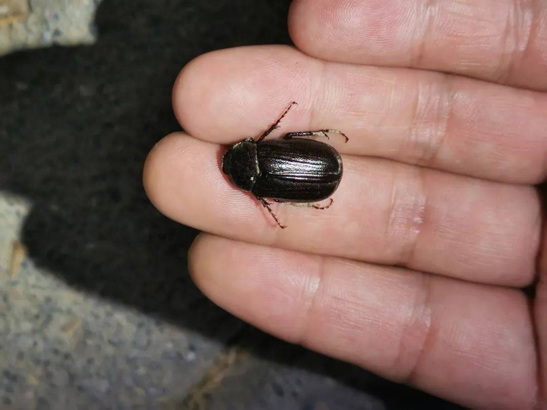 还有众多的夏季小昆虫,比如:蜻蜓的幼虫水虿,轻功水上漂的水黾,亦或是