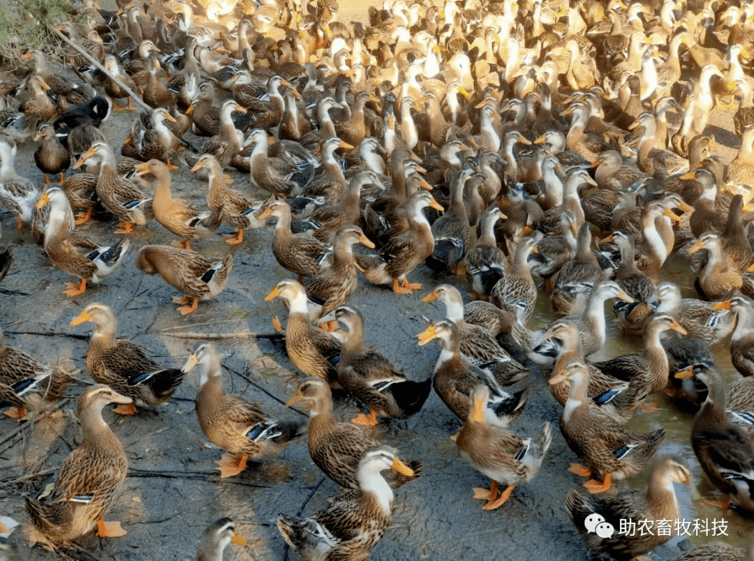 广东湛江市这个鸭场:在饲料中添加益生菌和场地使用生物除臭消毒剂