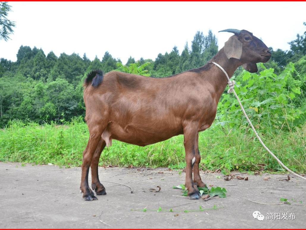 简州大耳羊有了国家级核心育种场!_保护_简阳市_四川