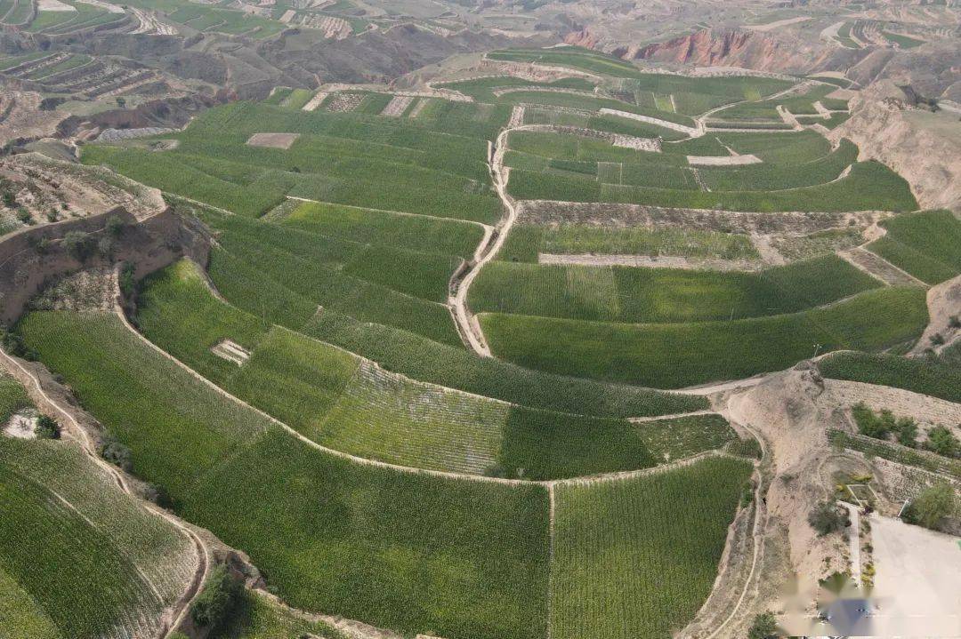 谢家湾乡:七千亩玉米筑基石 复合种植促增收_大豆_地膜_甘谷