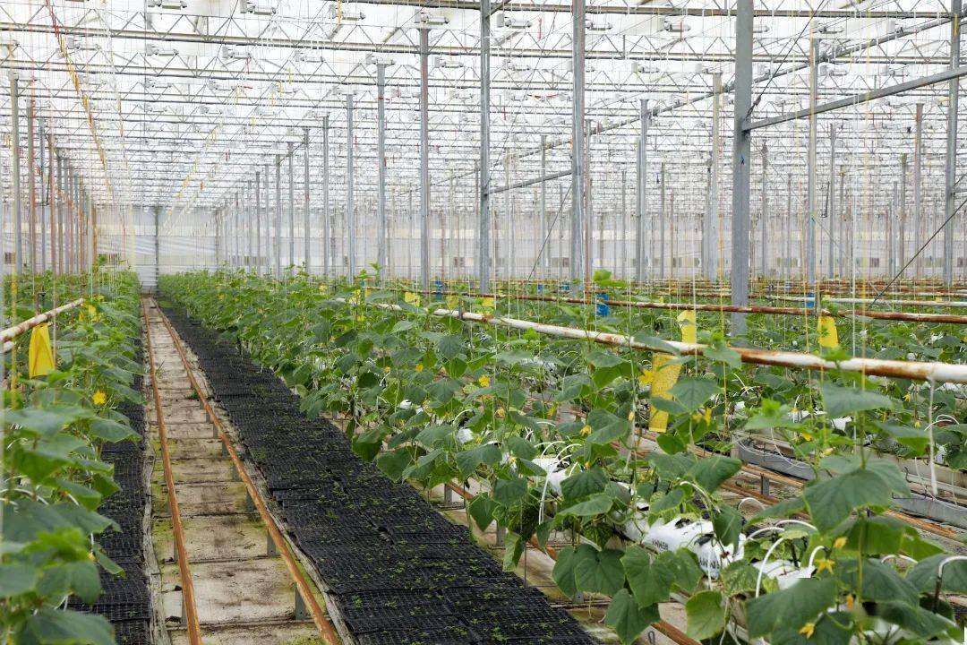 此外,室内还配备仓储,物流链,有采摘作业车,可升降轨道车,运输作业车