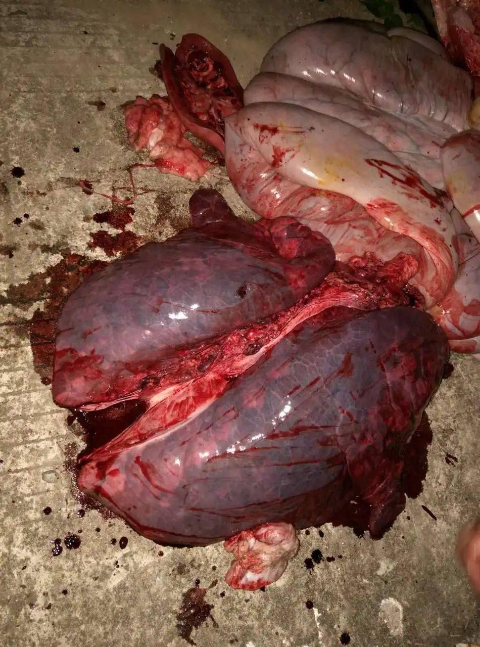 猪传染性胸膜肺炎防控指南