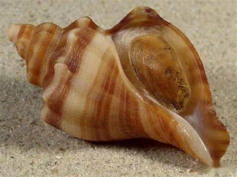 这个结构只存在于部分食肉螺类中,蛾螺科是其中最具代表性的一类.