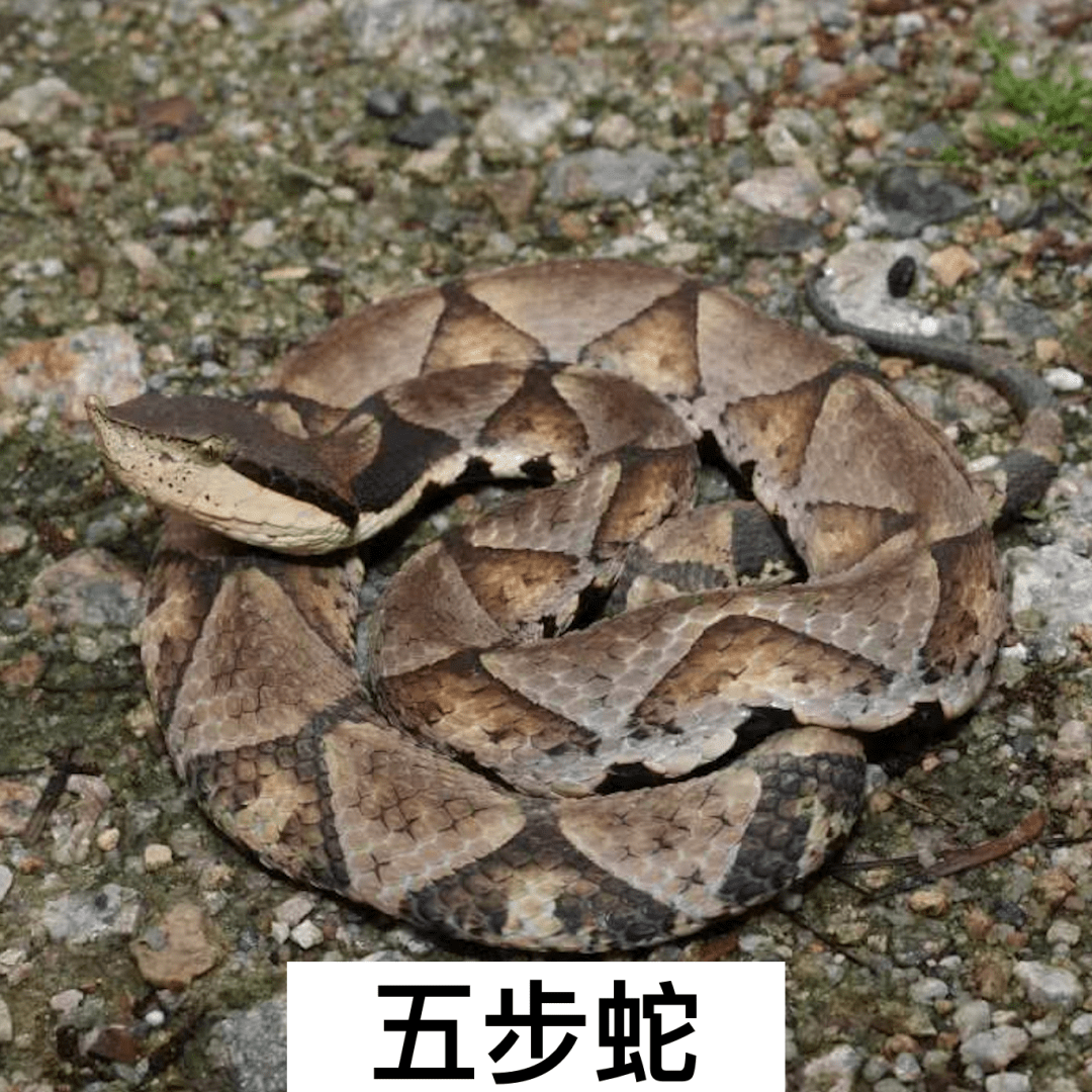 田里摘瓜遭遇"偷袭",不得了,有毒!_王永高_毒蛇_蛇毒